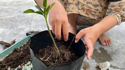 A hand is planting a tree in a pot