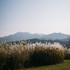 landscape with a lake
