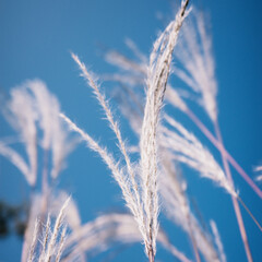 grass and sky