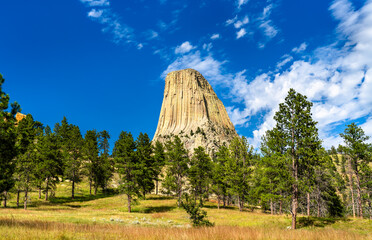 Massive igneous rock formation of Devils Tower rises above pine forest in Wyoming, USA. Geologic landmark features vertical columnar jointing and scree field under blue sky