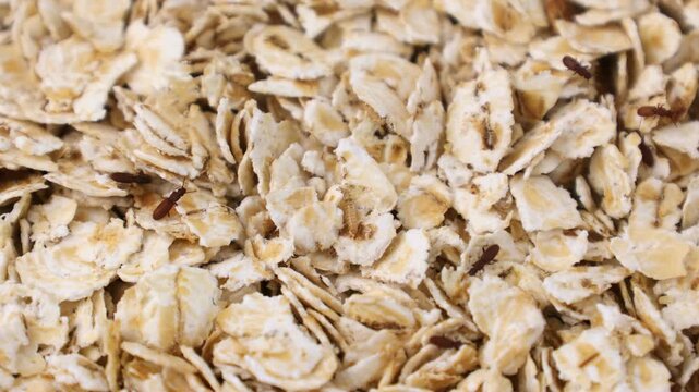 Many Tribolium confusum beetles crawling in oat flakes close up