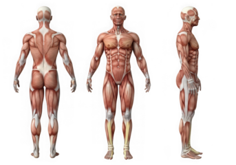 Anatomical illustration showing anterior, posterior, and lateral views of the human muscular system, isolated on transparent background
