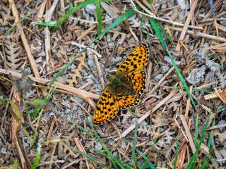 A Pearl-boardered Fritillary Resting on the Ground