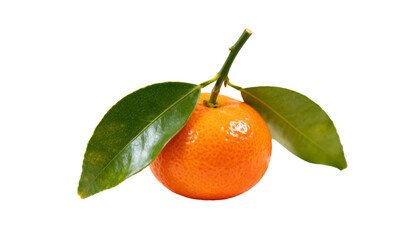 Small Mandarin Orange with Green Leaves for Lunar New Year. Symbol of Abundance and Prosperity on White Background.