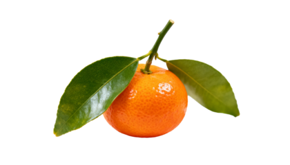 Small Mandarin Orange with Green Leaves for Lunar New Year. Symbol of Abundance and Prosperity on White Background.