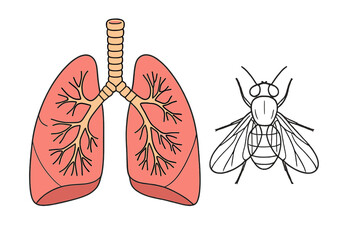 Human lungs anatomy diagram next to common house fly insect outline