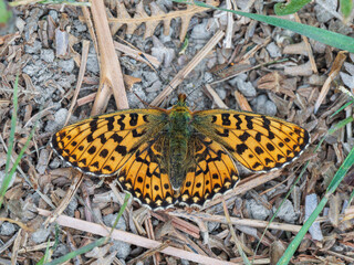 A Pearl-boardered Fritillary Resting on the Ground