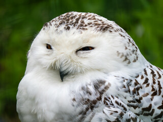 Close-up of a Snowy Owl Head