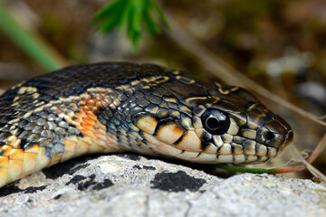 Horseshoe whip snake // Culebra de herradura // Hufeisennatter (Hemorrhois hippocrepis) - Spain