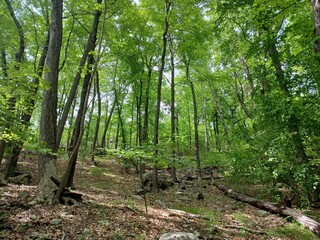 A landscape photo of a lush green forest floor with sun shining through the canopy above.