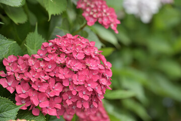 Red hydrangea flower on green background