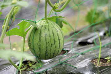 Home garden, young watermelon fruit