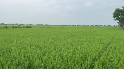 green field and blue sky