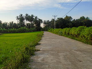 country road in the countryside. A concrete road leads through a vibrant landscape of rice paddies, palm trees, and verdant vegetation, creating a serene and picturesque scene