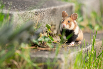 Cute wild european black bellied hamster on a tomstone on a cemetry