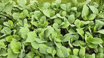 Chinese broccoli is grown in a vegetable patch in the garden. Chinese kale is grown organically. The leaves are thick and light to dark green with a slight waxy coating. The leaf edges are wavy.

