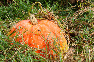 A bright orange pumpkin with a characteristic striped dark green stem lies in thick green grass on the ground. This macro shot emphasizes the richness of the autumn harvest and the contrast between th