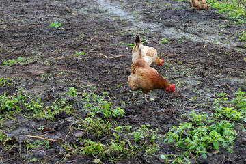 Two domestic chickens with brown and light reddish feathers and bright red combs are scratching in wet, muddy soil in a backyard. They are foraging for food among patches of green grass and vegetation
