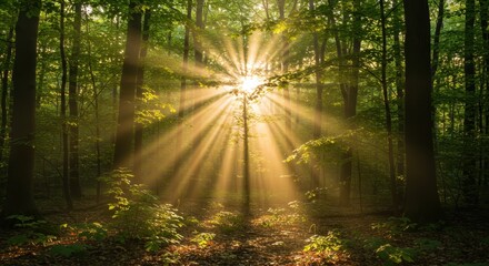 Fototapeta premium Brilliant sunlight streams through dense forest canopy creating dramatic light rays