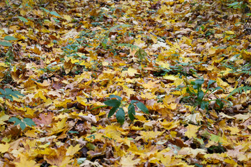 A vibrant carpet of autumn leaves, predominantly yellow and brown, covers the forest floor. Young green growth pushes through the fallen foliage, creating a beautiful contrast and highlighting the ess