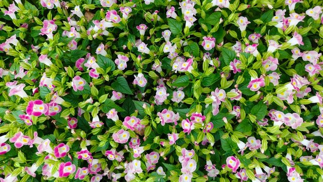 A lush ground cover of small pink and white wishbone flowers (Torenia). A vibrant floral background with dense green foliage, viewed from above. - Powered by Adobe