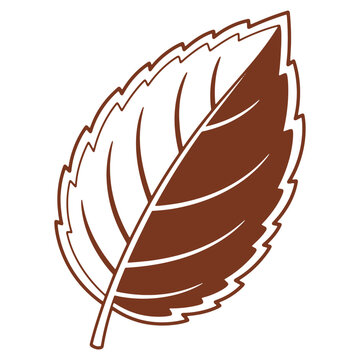 Detailed leaf illustration showcasing intricate venation and serrated edges on a clean white background for nature related designs