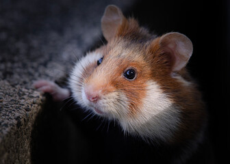 Portrait of a cute black bellied hamster between stones of a cemetery