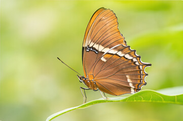 Fototapeta premium Rusty Tipped page with wings closed seen from the side resting on a leaf