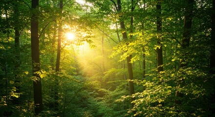 Fototapeta premium Sunlight streams through the dense canopy of a vibrant green forest.