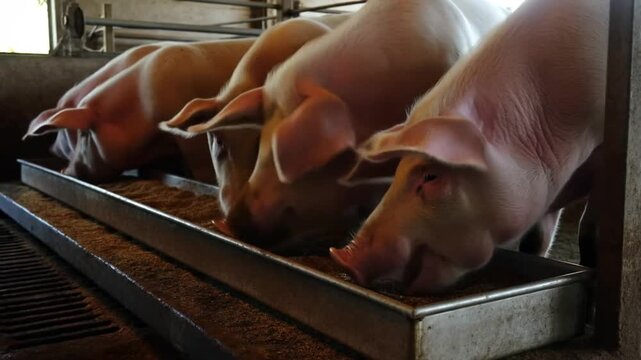 Four pigs eat from a trough. Their focus is completely on the meal in front of them, showcasing their simple, satisfied life Stock Video
