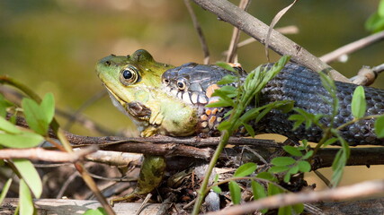 frog in the grass