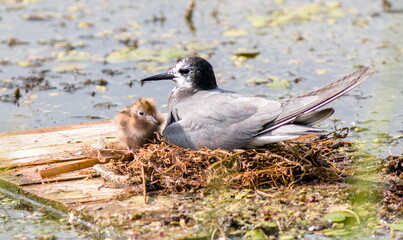 black headed gull