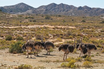 A flock of common ostrich hens in the Klein Karoo.