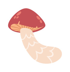 Cute red flywheel forest mushroom