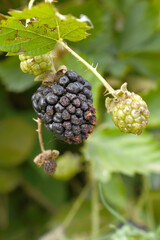 Natural food - fresh ripe and unripe blackberries in a garden. Bunch of ripe and unripe blackberry fruit on branch with green leaves on a farm. Close-up, blurred background. Chakwal, Punjab, Pakistan