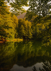 A lake in the forest