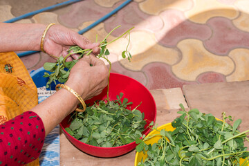 Indian kitchen activity that is cleaning green leafy vegetable at home, daily chores done by ladies or housewife.	