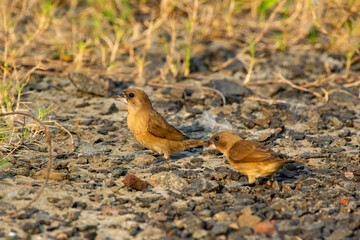 Silverbill Bird Feeding on Grass Seeds in Sunlight