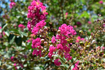Crape myrtle flowers (Lagerstroemia indica) on tree