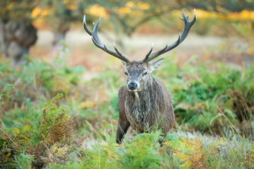 Naklejka premium Proud male red deer standing between ferns in a forest