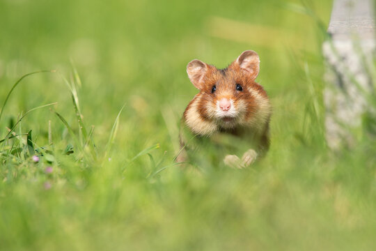 Cute black bellied hamster in a grass field
