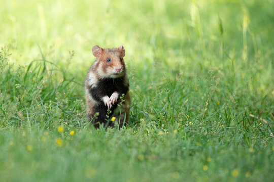 Cute black bellied hamster standing up on a grass field
