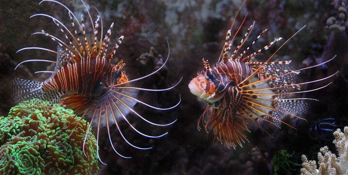 Strahlenfeuerfisch (Pteropterus radiatus) zwei Fische vor Korallen, Panorama 