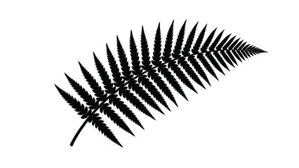 A detailed illustration of a single fern frond against a white background