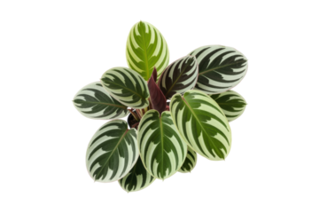 Calathea Ornata plant isolated