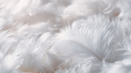 Fototapeta premium Soft white bird feathers texture close up background detail