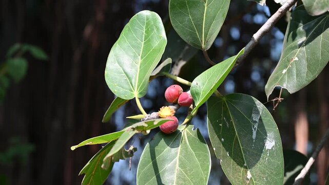 banyan tree (ficus benghalensis) fruit and leaves in the tree. green leaves of banyan tree with red fruits.