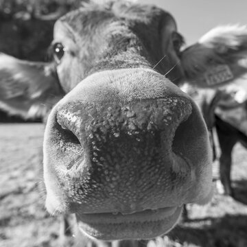 Curious Allg&auml;u brown cattle, (Bos primigenius taurus), Allg&auml;u, Bavaria, Germany