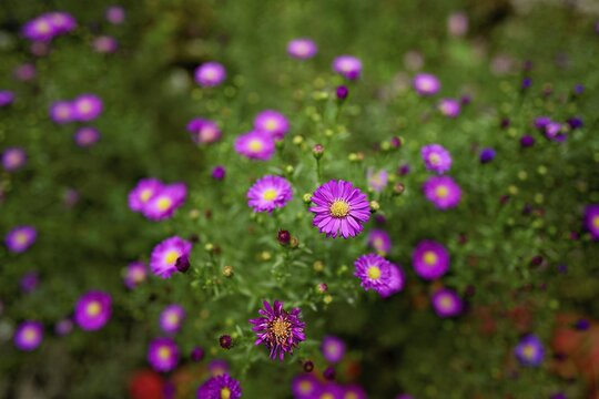 Alpine aster (Aster alpinus), blooming, Chamonix, France