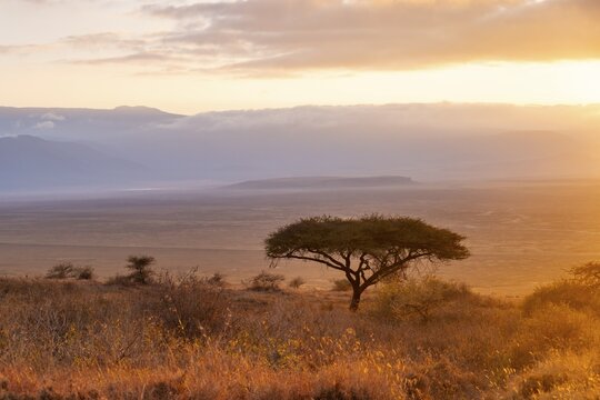 Umbrella macaque in savanna landscape at sunrise, atmospheric morning light, view of the Ngorongoro Crater, Ngorongoro Conservation Area, Tanzania